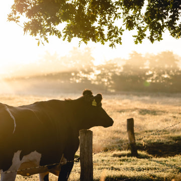 Grass Fed Beef