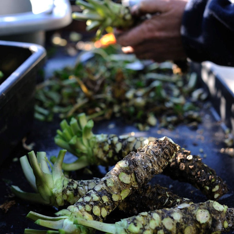 Delicious Shima Fresh Wasabi Stem - 30g - Vic's Meat